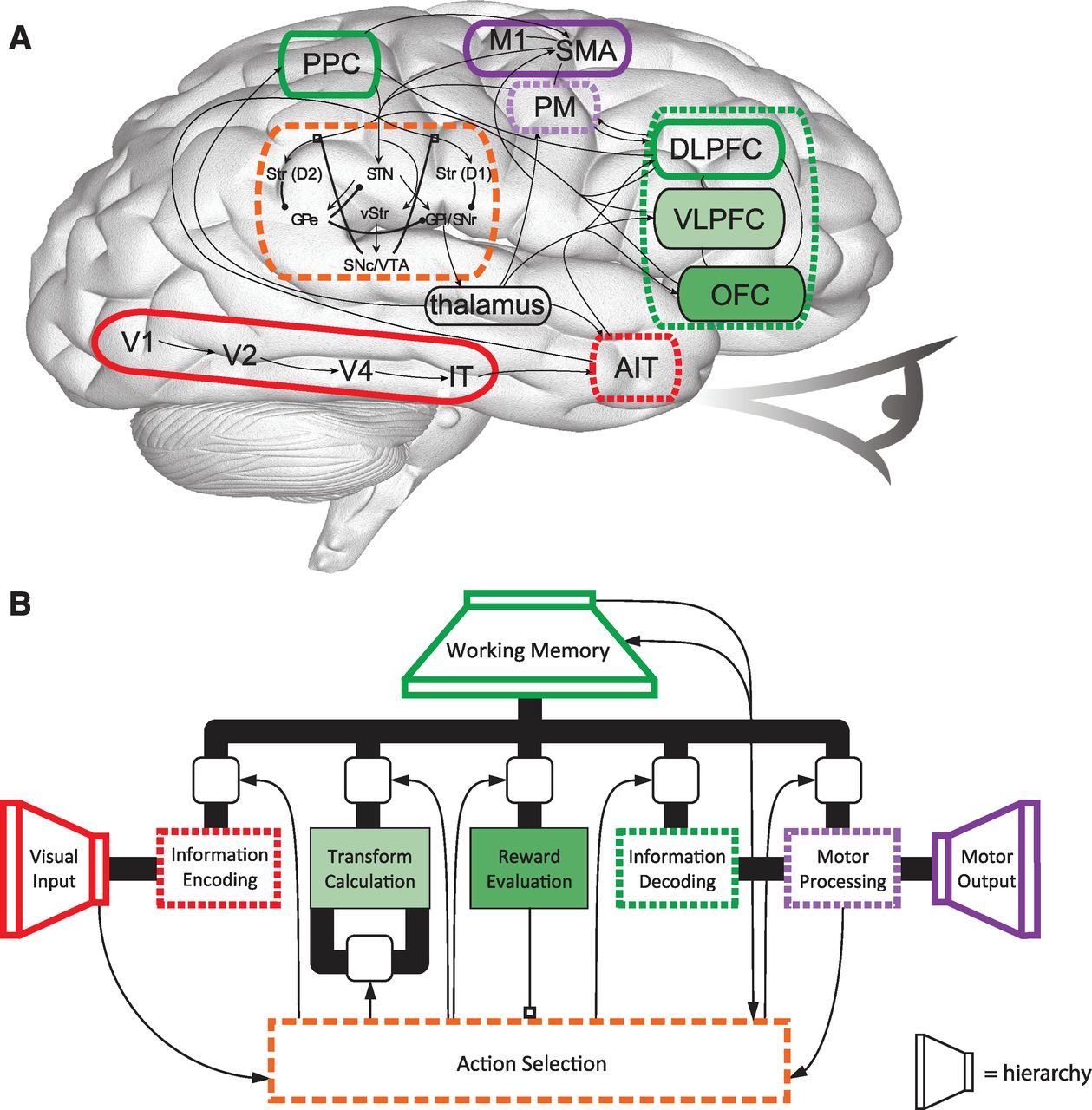 A Large-Scale Model of the Functioning Brain