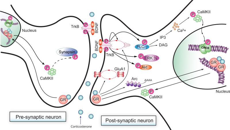 Schematic representation of learning induced changes in the hippocampus through the GR-BDNF-TrkB pathway